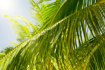 Coconut palm tree leaves close up in tropics. Beautiful nature bakground. Vacation and travel concept