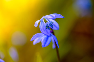 Siberian Squill