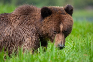 Fototapeta premium Grizzly Bear in British Columbia Great Bear Rainforest
