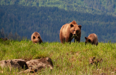 Grizzly Bear in British Columbia Great Bear Rainforest