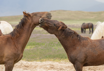 Wild Horses Sparring in the Utah Desert