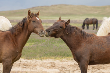 Obraz premium Wild Horses Sparring in the Utah Desert