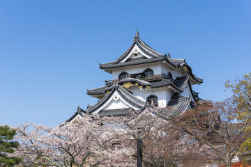 Naklejka premium Hikone castle with sakura blooming season