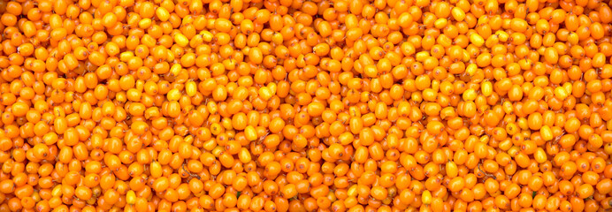 Background orange sea buckthorn