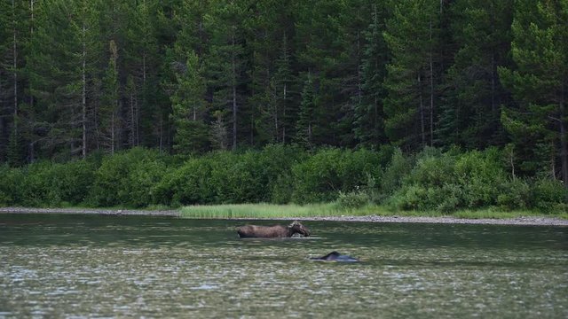 Two Female Moose Feed Below Water