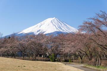 Mt.Fuji with sakura blooming season