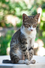 Cats, Alley Cats, Stray Cats