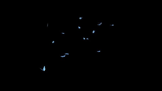 Swarm of Blue Adonis butterflies flying in loop for intro, transition, revealer, logo, title, overlay and background. Realistic cinematic UHD 4K 3D animation with alpha channel transparency. 
