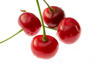 Cherry isolated on white background. Cherry with leaves in closeup