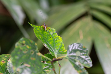 grasshopper on leaf