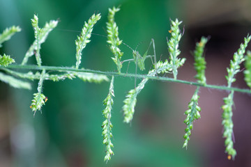 grasshopper on leaves