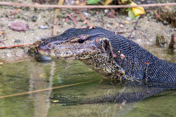 water monitor lizard