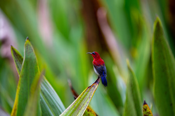 crimson sunbird