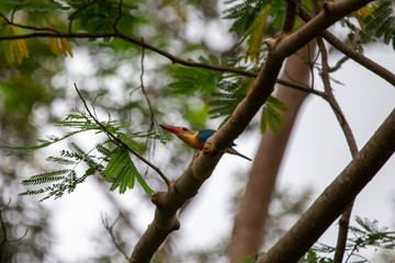 storked billed kingfisher