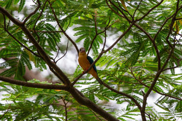 storked billed kongfisher