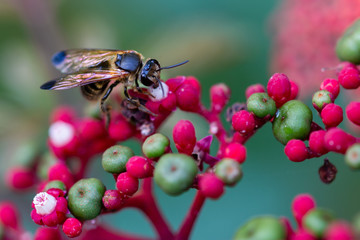 wasp on small flowers