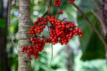 red berries on a branch