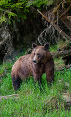 Obraz na płótnie Canvas Grizzly Bear in British Columbia Great Bear Rainforest