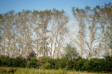 Birch in April. Wonderful white birch trees along the road. Bright green bushes next to birch trees.