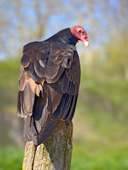 Closeup Turkey vulture (Cathartes aura) perched on trunk seen from behind