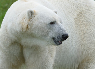 Obraz na płótnie Canvas Arctic Polar Bear Portrait Closeup