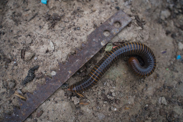 Millipede. Or Diplopoda. Group of arthropods that are characterized by having two pairs of jointed legs on most body segments