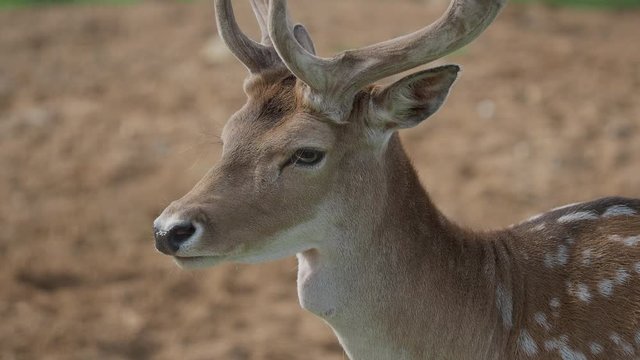 Close up portrait of Fallow deer. Dama dama, ruminant mammal,
