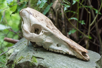 Wild boar skull