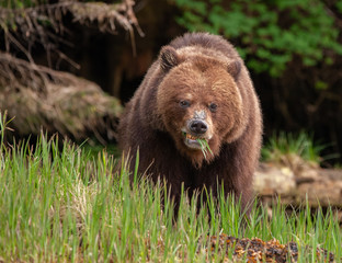 Obraz na płótnie Canvas Grizzly Bear in British Columbia Great Bear Rainforest