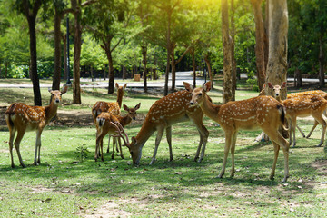 Asian deer on the grass, green tree background, sunset light