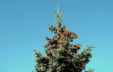 A large number of cones on spruce. The top of the spruce is strewn with cones. Green spruce against the blue sky.