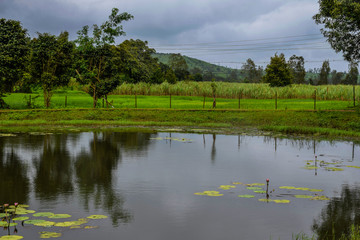 Picture of beautiful water reflection of trees in the agricultural land in India