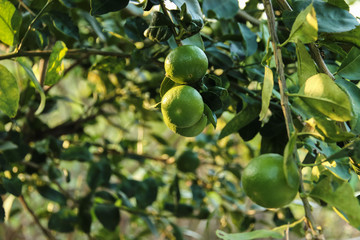 Lemon trees and fresh lime from the tree.