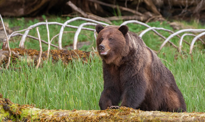 Grizzly Bear in British Columbia Great Bear Rainforest