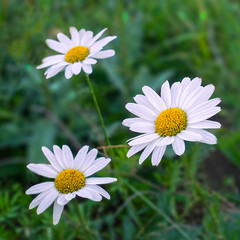 Fototapeta premium daisies in green grass