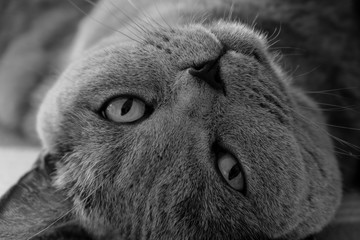 black and white close up of a cozy blue british shorthair cat