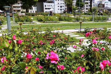 大阪・中之島公園のバラ園