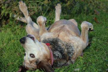 English Blue Tick Coon Hound rolling in grass