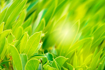 Closeup nature green for background/texture leaf blurred and greenery natural plants branch in garden at summer under sunlight concept design wallpaper view with copy space add text.