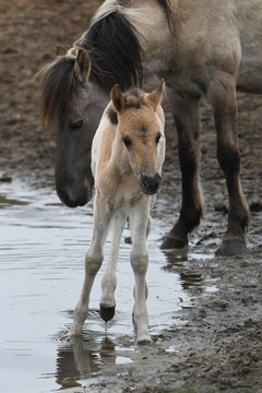 Wildpferdfohlen am Wasserloch