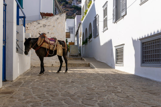 Donkey in a little street on the Island of ydra - Greece. Typical white houses