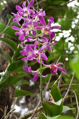 purples orchid background with green leaf 