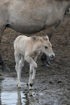 D&uuml;lmener Wildpferd-Fohlen