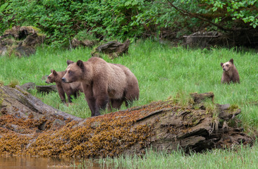 Grizzly Bear in British Columbia Great Bear Rainforest