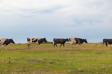 Naklejka na ściany i meble A herd of cows returns in the evening to the farm, across the field