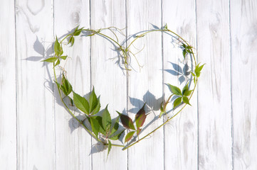 two long curly twigs of wild grapes in the shape of a heart on a white wooden background in Provence style with visible wood texture vertically top view