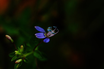 Purple grass flower in meadow.