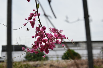 pink flower near by the rural road 