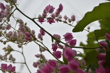 pink flower near by the rural road 