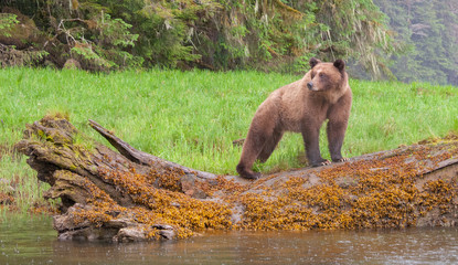 Grizzly Bear in British Columbia Great Bear Rainforest